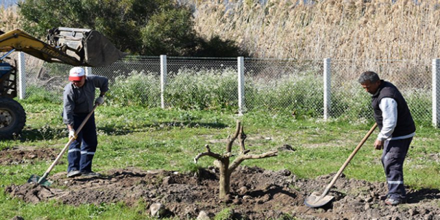 Çocuklar parklarda dalından portakal yiyebilecek