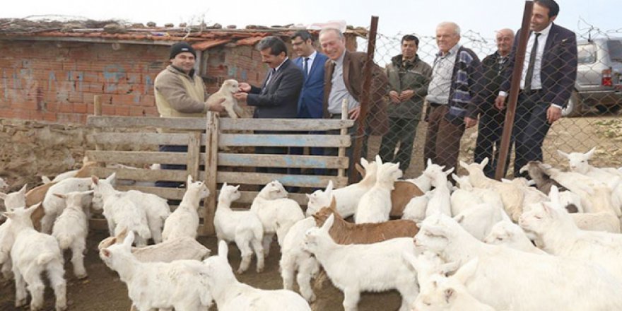 Saanen keçisi projesi ilk meyvelerini verdi