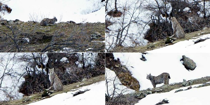 Tunceli'de görülen vaşak, insanları şaşırttı