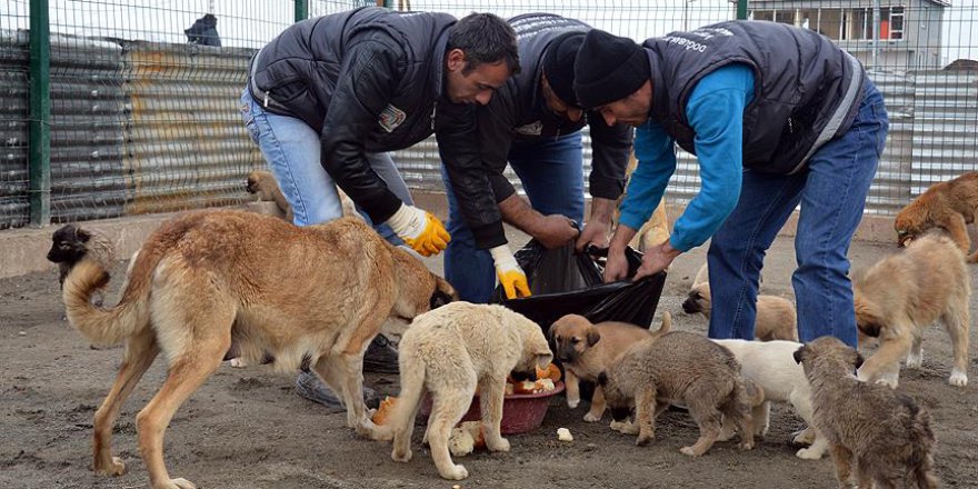 Yemekhane'de israfı önlemek için sokak hayvanlarını besliyorlar