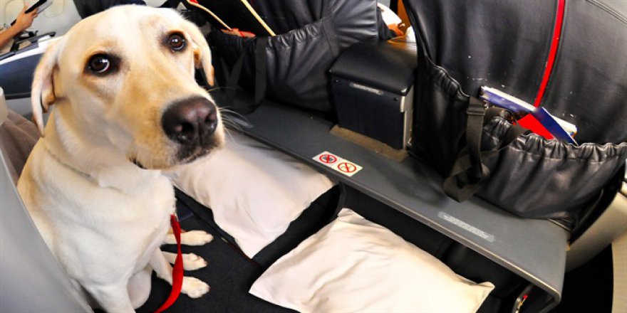 Hayvanlara işkence konusunda yeni adımlar atılıyor