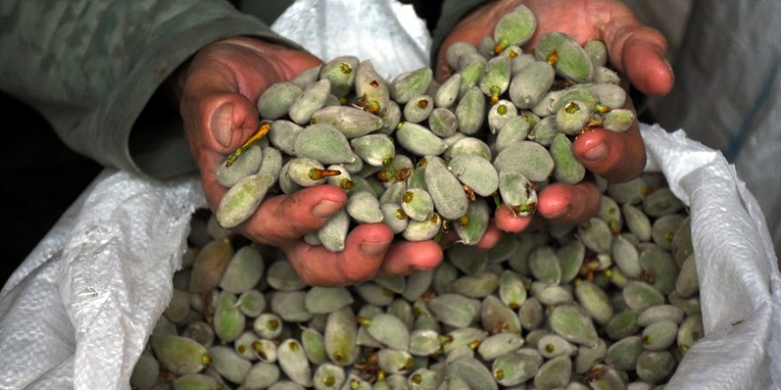 Datça'da senenin ilk bademleri toplandı