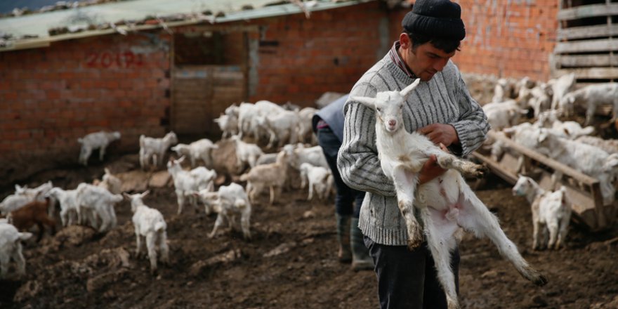 Keçi ıslahı projesinde ilk yavrular alındı