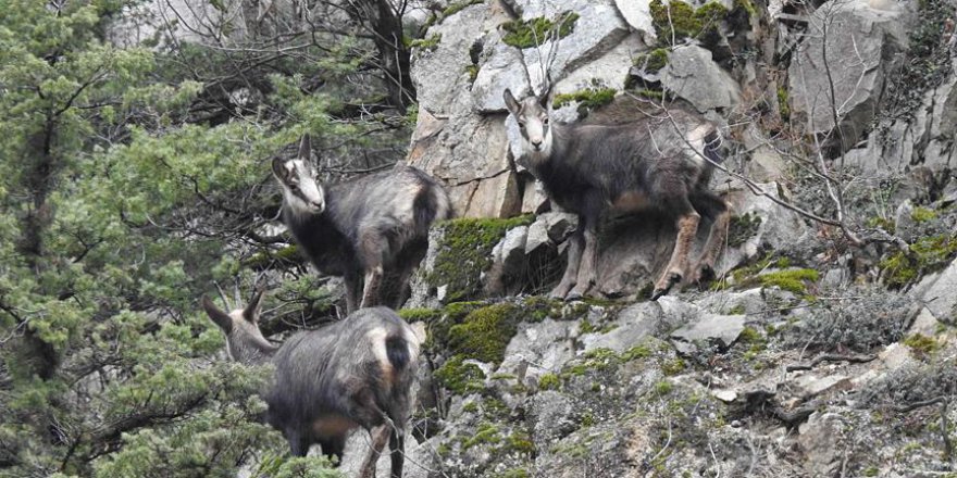 Çengel boynuzlu dağ keçisi sayısı artıyor