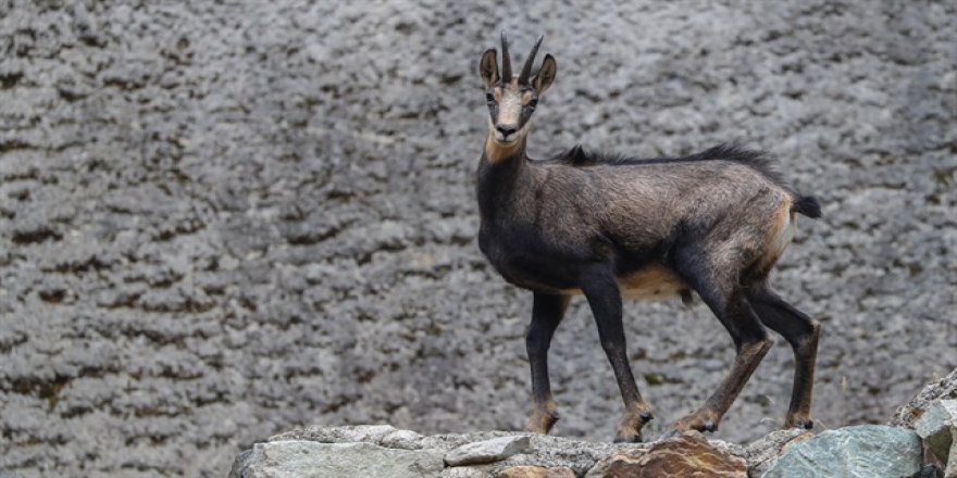76 yıl sonra görüntülenmişti: Sayıları 60'a ulaştı