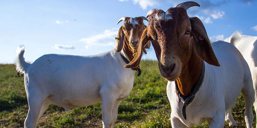 Domuz endişesi keçilere rağbeti arttırdı