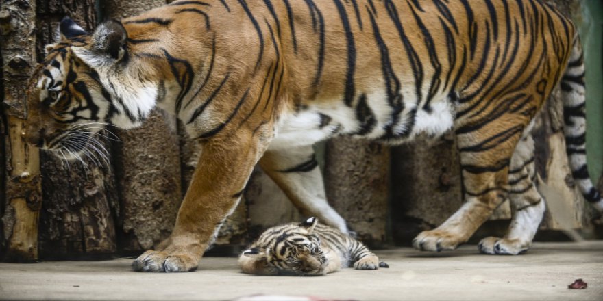 Birçok hayvan, nesli tükenme tehlikesiyle karşı karşıya