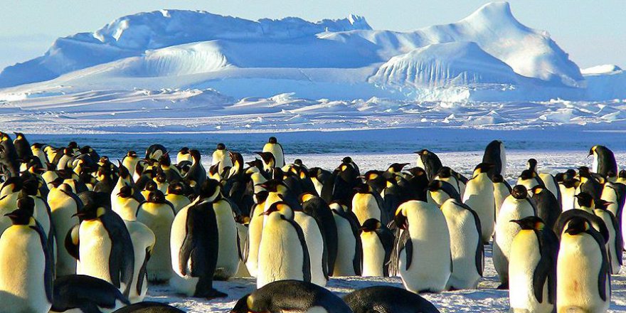 Antartika'da 1,5 milyonluk yeni penguen sürüsü keşfedildi