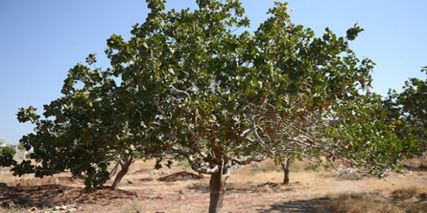 Yalancı bahar zirai don endişesi getirdi