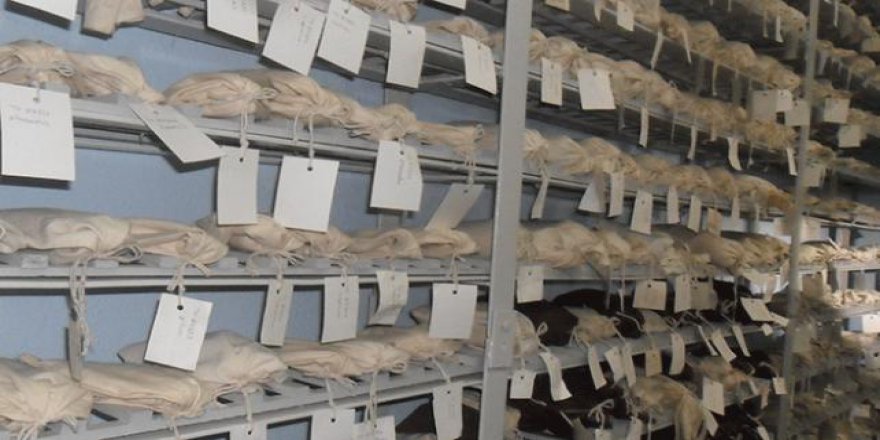 Türkiye tohumlarını eksi 19 derecede 100 yıl saklıyor