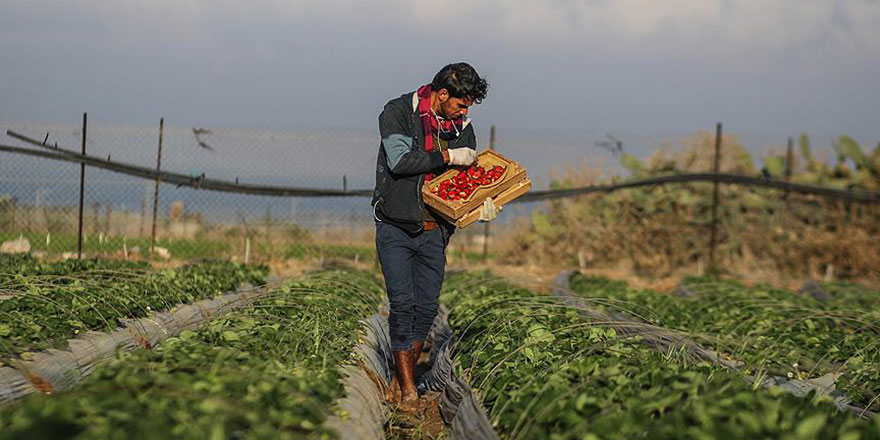 İsrail her yönüyle mel'un: Uçaklarla Filistinlilerin arazilerine kimyasal ilaç atıyorlar