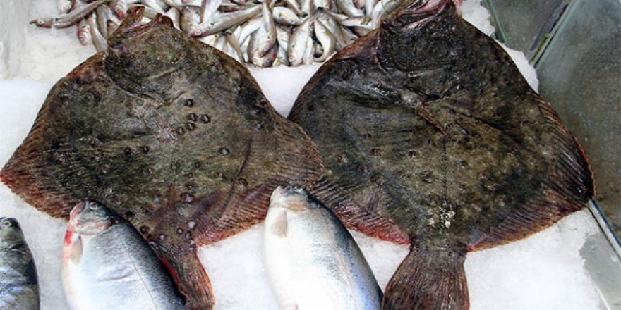 Kalkan balığı tezgahlara gelmeden satılıyor