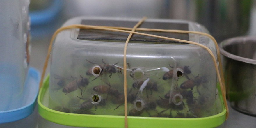 Bağışıklık sistemini arı zehri ile güçlendiriyorlar