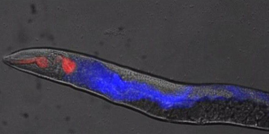 Bilim insanları ilk kez 'ölüm' sonrasını araştırdı