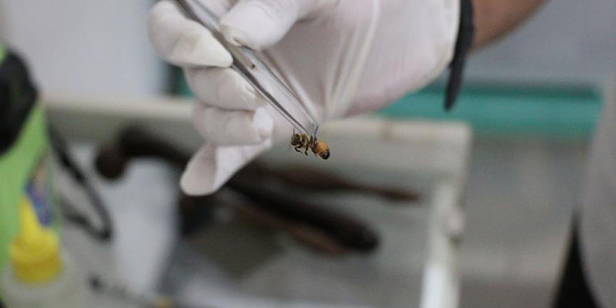 Endonezyalılar, Kur'an'daki arı işareti ile şifa buluyorlar