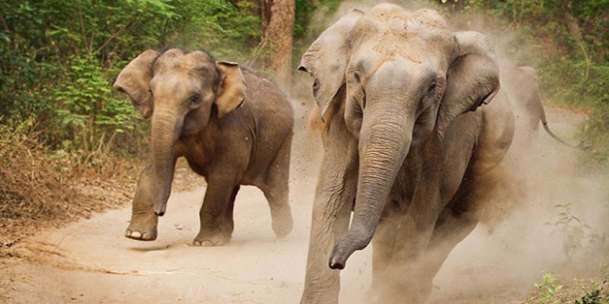Çin'de köylülere fil saldırdı: 1 ölü, 1 yaralı