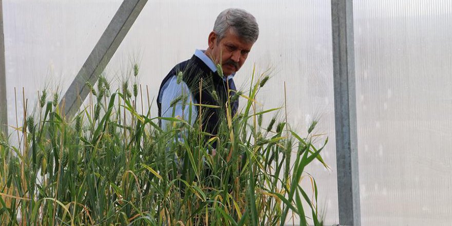 'Ahmet buğdayı' koruma altında