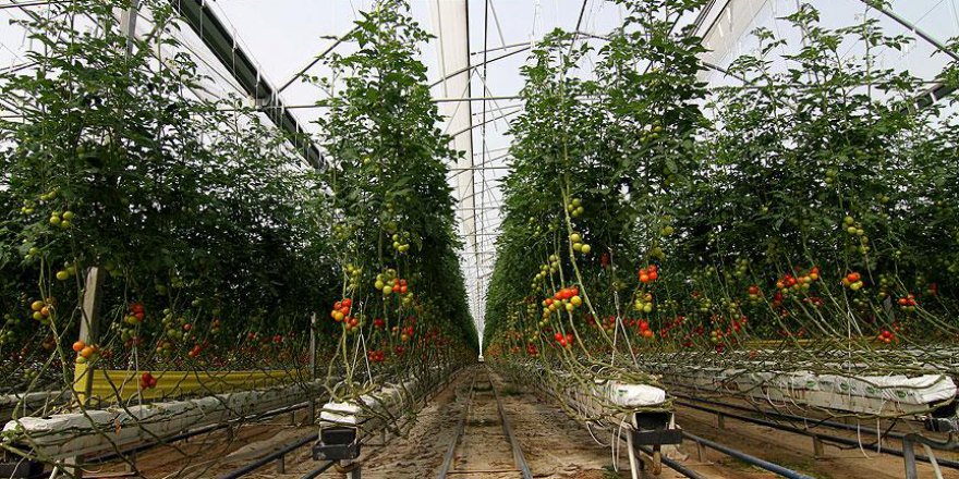 Hindistan cevizi kabuğunda üretilen domatese yoğun talep