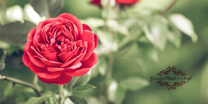 Özür dileyeceğin her işten sakın!