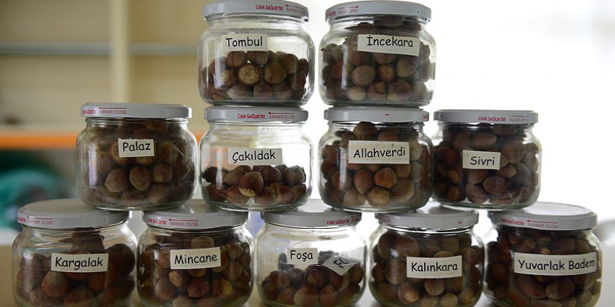 Yeni geliştirilecek fındık çeşidi soğuğa dayanıklı olacak