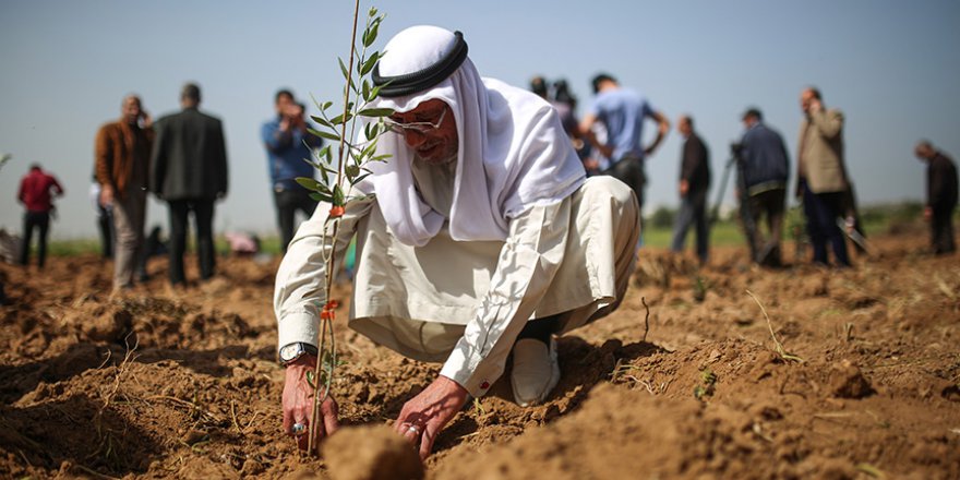 Binlerce ağaç diken Gazzelilerden işgalci İsrail'e: Geri döneceğiz!