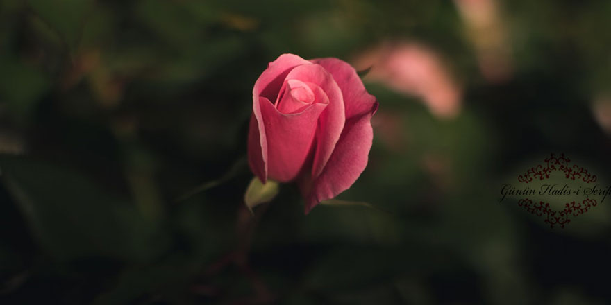 Çok lanet okuyucu olmamanı tavsiye ederim