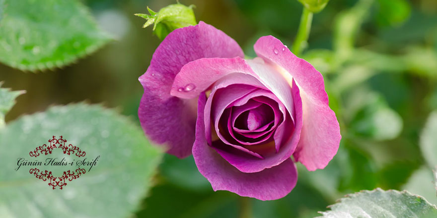 Kulağın hoşlanmayacağı herşeyden sakın!