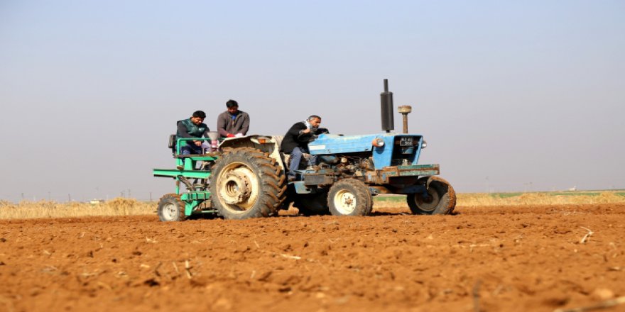 Suriye buğdayları Türkiye'de hayat bulacak