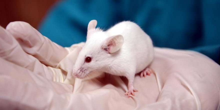 Farelerde yaşa bağlı dayanıklılık kaybı tersine çevrildi