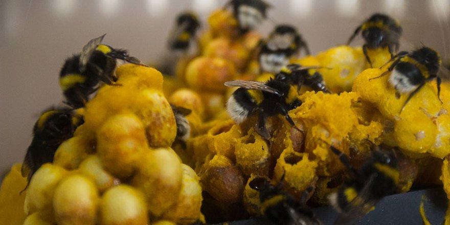 Seralarda bombus arısı kullanılıyor