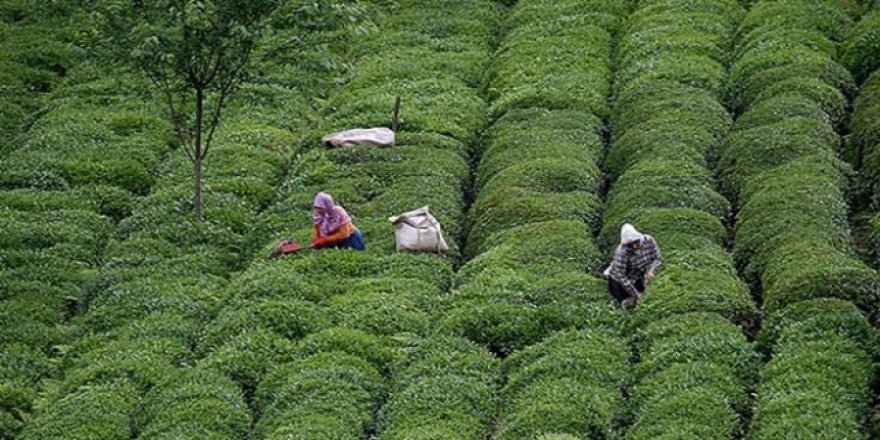 Çaykur'da mevsimlik işçilerin çalışma süresi 6 aya çıkarıldı