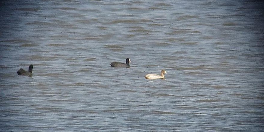 Nadir bulunan albino sakarmeke, Türkiye'de görüldü