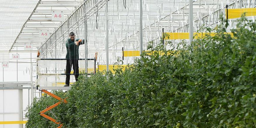 Termal serada LED teknolojisiyle üretimi artırma hedefi