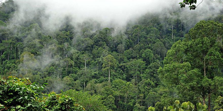 Amazonlarda insan yerleşimine dair yeni bilgiler ortaya çıktı