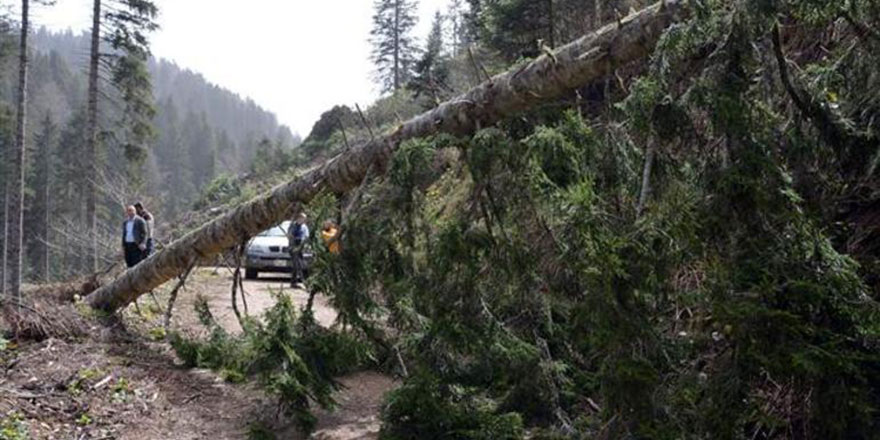 Fırtına şiddetli estirildi, onlarca ağaç kökünden söküldü