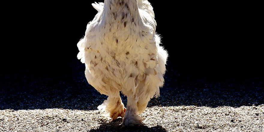 Öldürmeyen Allah öldürmez: Başının büyük kısmı kopan tavuk 10 gündür hayatta