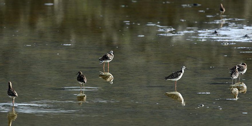 'Ağrı Dağı etekleri' göçmen misafirlerini ağırlıyor