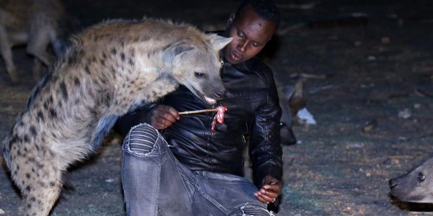 Vahşi sırtlanları eliyle besliyor