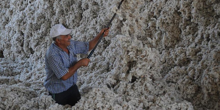 Pamuğa coğrafi işaret tescili başvurusu