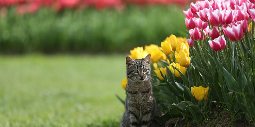 Bursa 5 milyon çiçekle renklendi