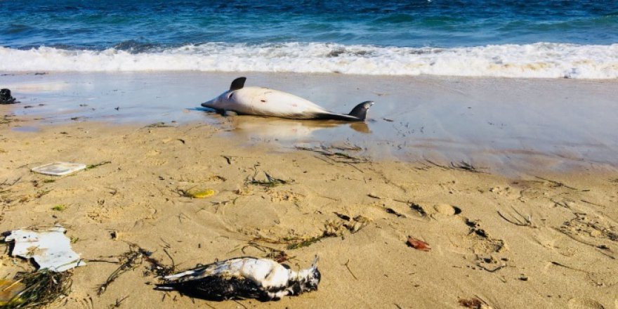 Sinop’ta ölü yunuslar kıyıya vurdu