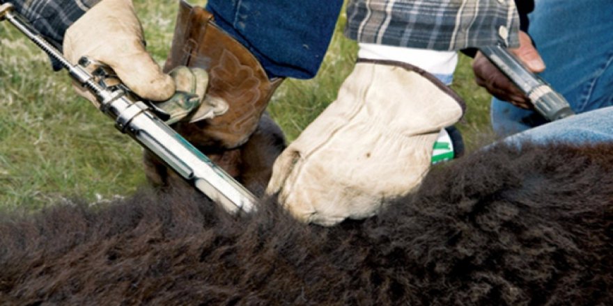 Hayvan hastalıklarına karşı 2017'de 71 milyon aşılama yapıldı