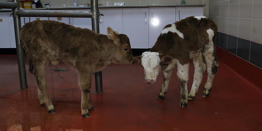 Erzurum'da hayvanlar için üst düzey sağlık hizmeti