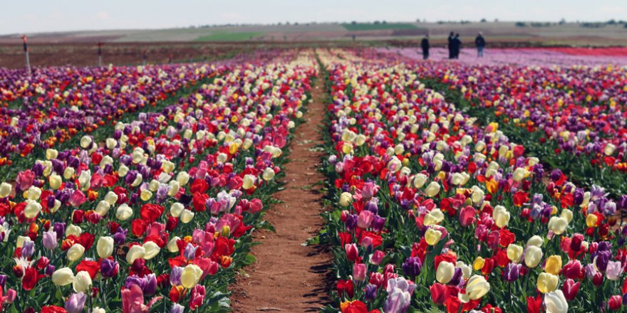 Karaman laleler ile süslenecek
