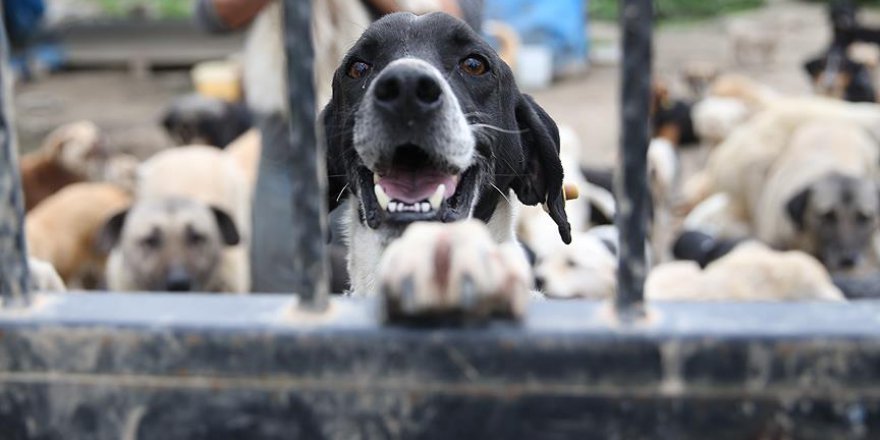 Hayvan hakları ihlallerine ceza yağdı