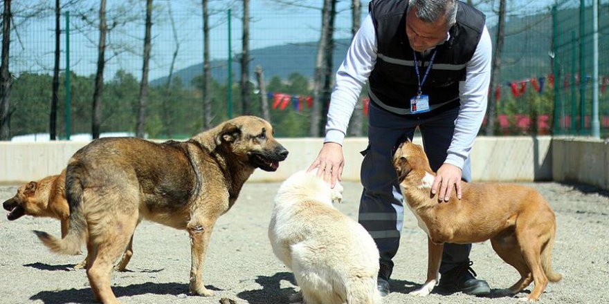 Tuzla'da dünyanın en büyük ikinci hayvan barınağı açıldı