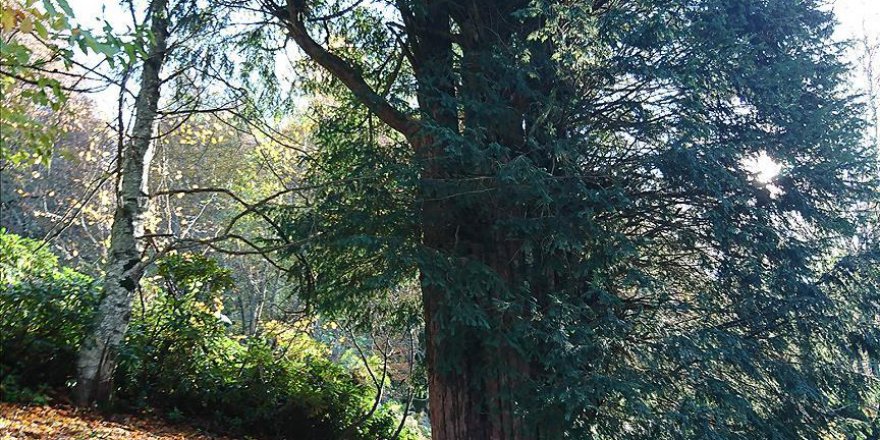 Zonguldak'ta 4113 yaşındaki porsuk ağacı tescillendi