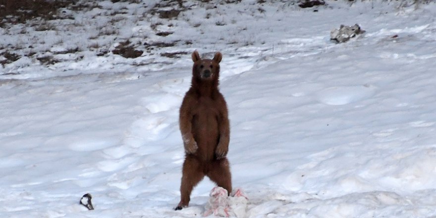 Kars'taki bozayılar yiyecek aramaya çıktı
