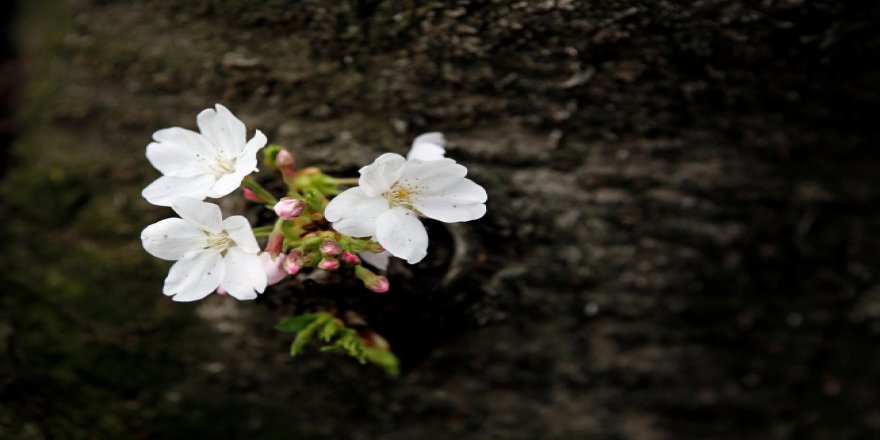 Japonya’yı lila rengiyle süsleyen "sakura şöleni" başladı