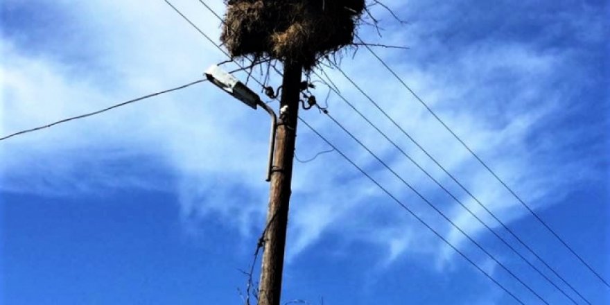 Kızılırmak'taki leylek ölümlerinin önüne geçilecek